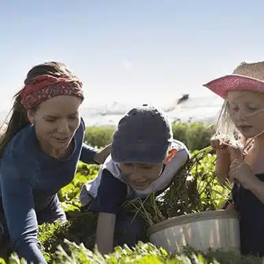 Famille ramassant des légumes dans un champ